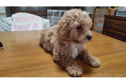 成約済の秋田県のマルプー:マルチーズ×トイプードル-384353の5枚目